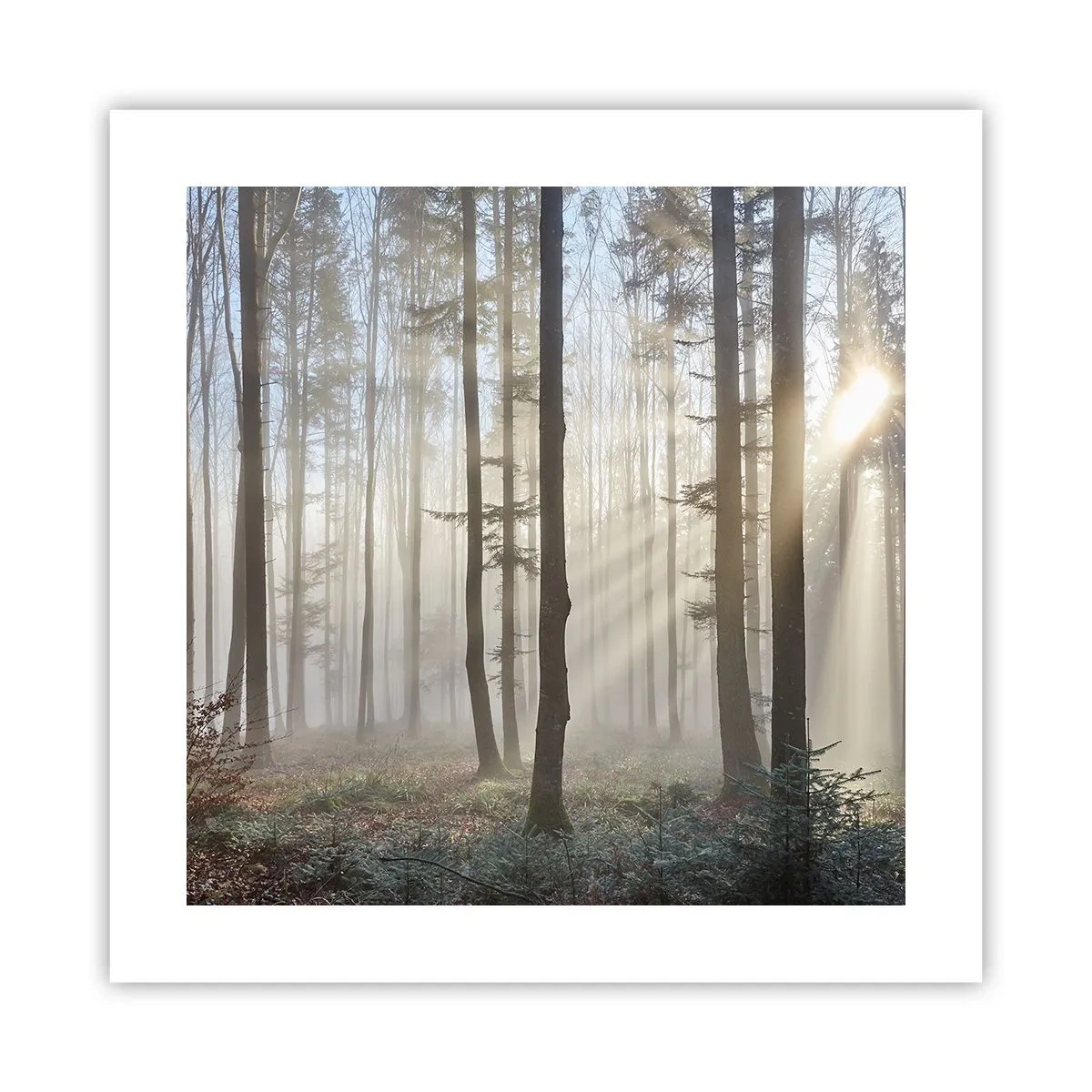 Poster - Der Nebel ist auch aufgewacht - 40x40 cm