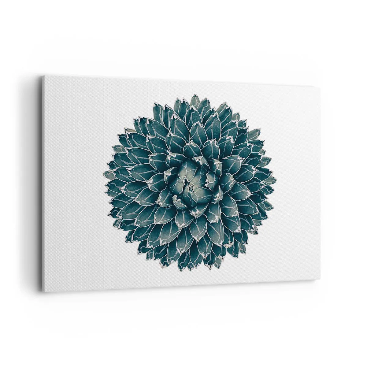 Bild auf Leinwand - Leinwandbild - Symmetrische Sukkulente auf weißem Hintergrund - 100x70cm - Stern der Wüste - Moderne Wanddekoration für Wohnzimmer und Schlafzimmer ARTTOR