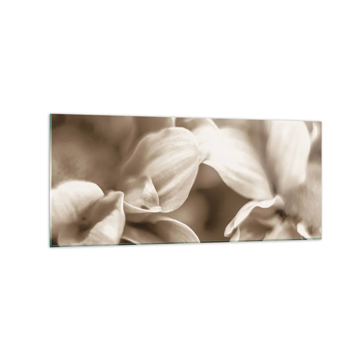 Glasbild - Bild auf glas - Nahaufnahme von Blüten in zartem Sepia-Ton mit weichen Konturen - 120x50cm - So sanft wie ein Lächeln - Moderne Wanddekoration für Wohnzimmer und Schlafzimmer ARTTOR