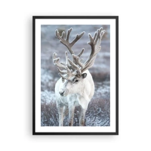 Poster in einem schwarzem Rahmen - Weiße Rentiere in einer Winterlandschaft - 50x70cm - Porträt in der Sonne - Moderne Wanddekoration für Wohnzimmer und Schlafzimmer ARTTOR