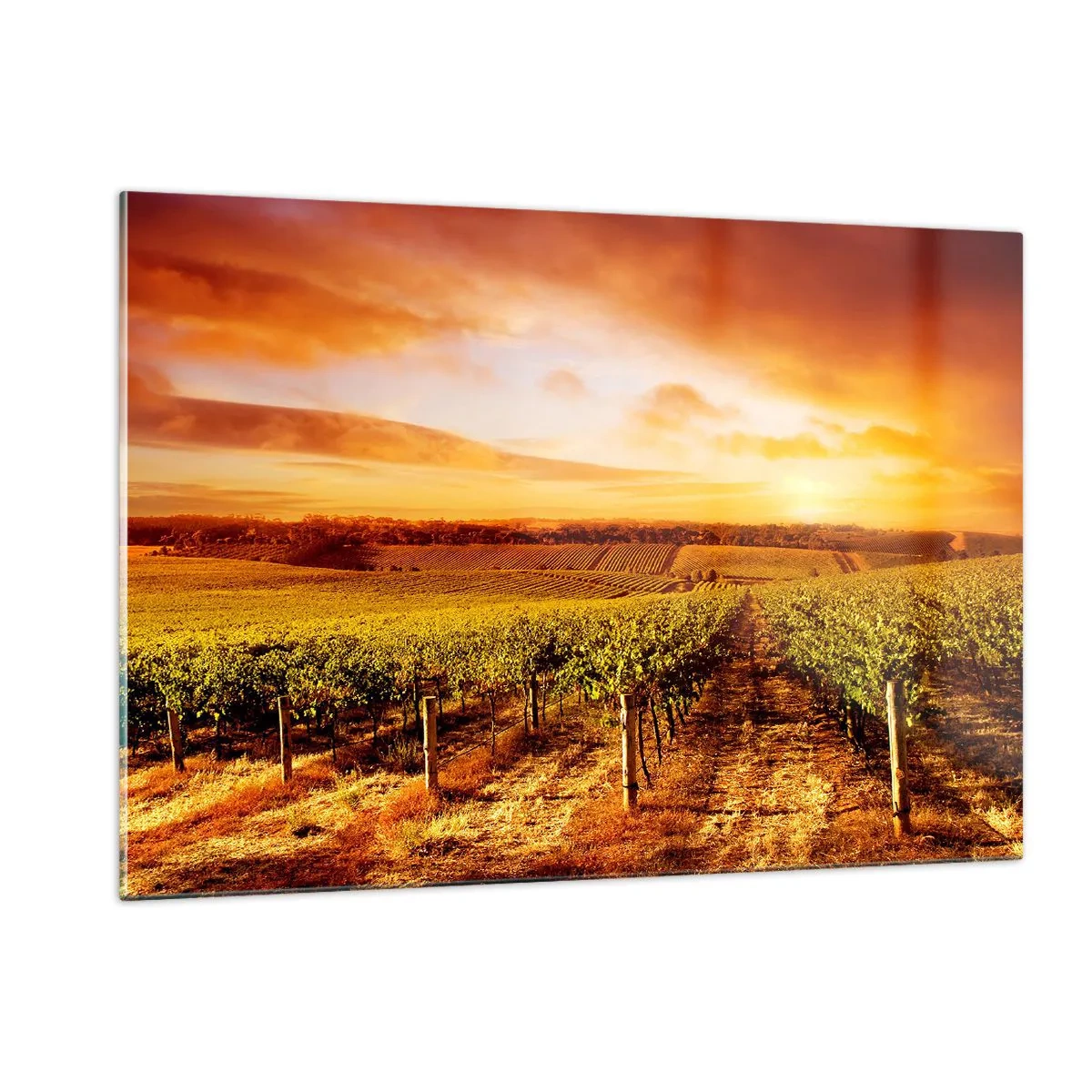 Glasbild - Bild auf glas - Weinreben auf einem Feld bei Sonnenuntergang - 120x80cm - Leicht fruchtig mit einem Hauch Sonnenschein - Moderne Wanddekoration für Wohnzimmer und Schlafzimmer ARTTOR