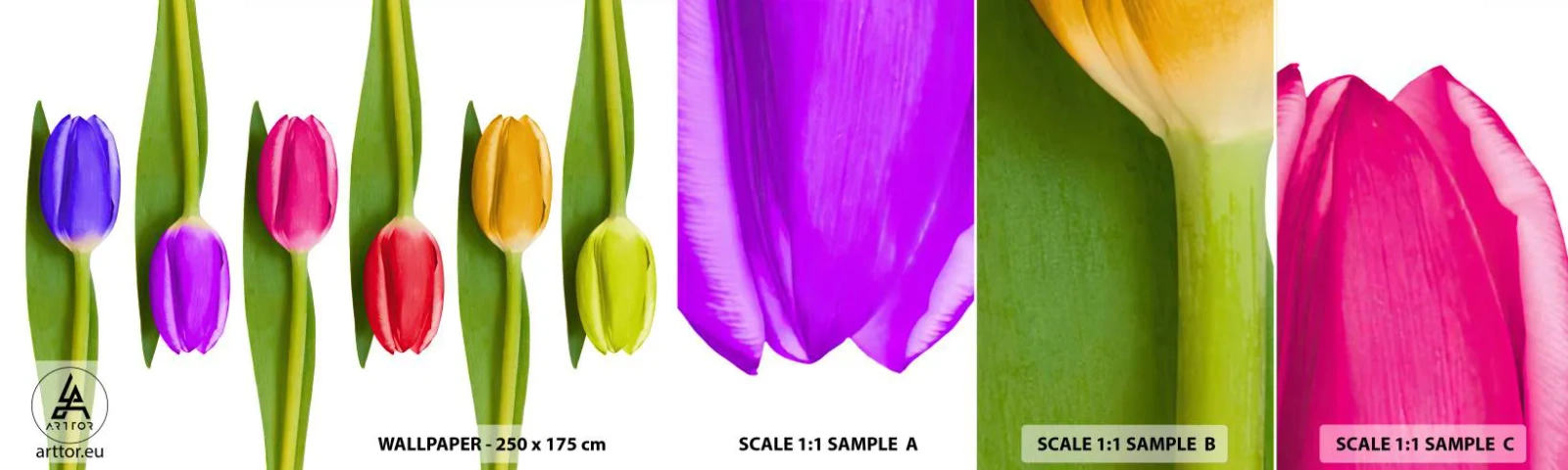 Fototapetenmuster Standard Eco - Regenbogenkomposition - Blumen, Tulpen, Natur - 100x30 cm