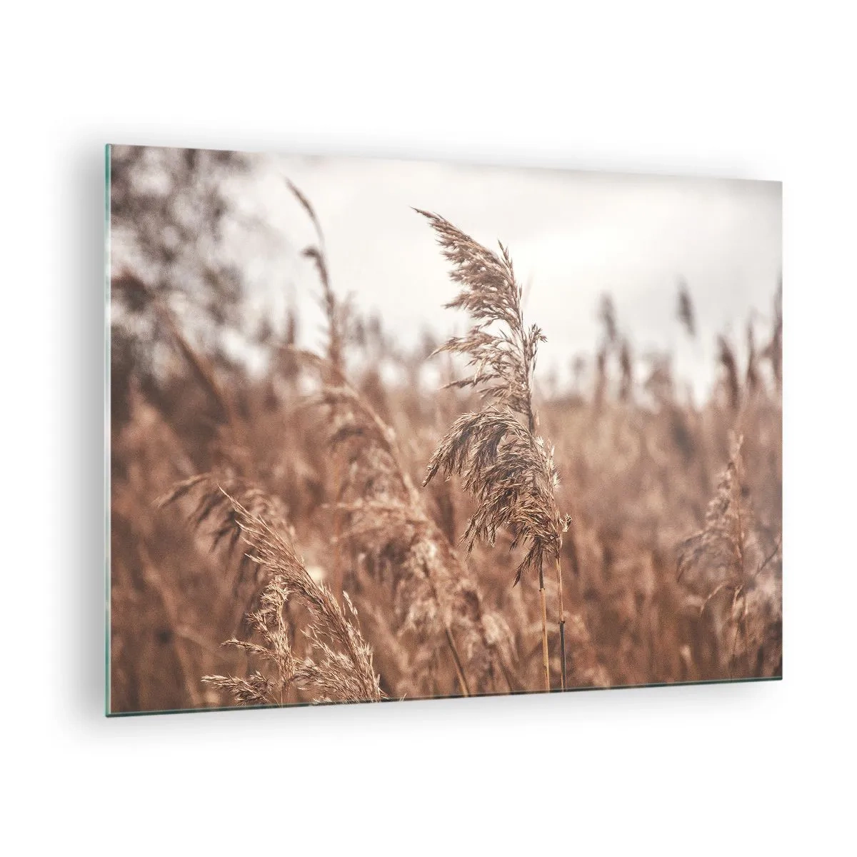 Glasbild - Bild auf glas - Getrocknete Gräser im Wind im herbstlichen Licht der Natur - 70x50cm - Auf den Feldern ist es schon Herbst - Moderne Wanddekoration für Wohnzimmer und Schlafzimmer ARTTOR