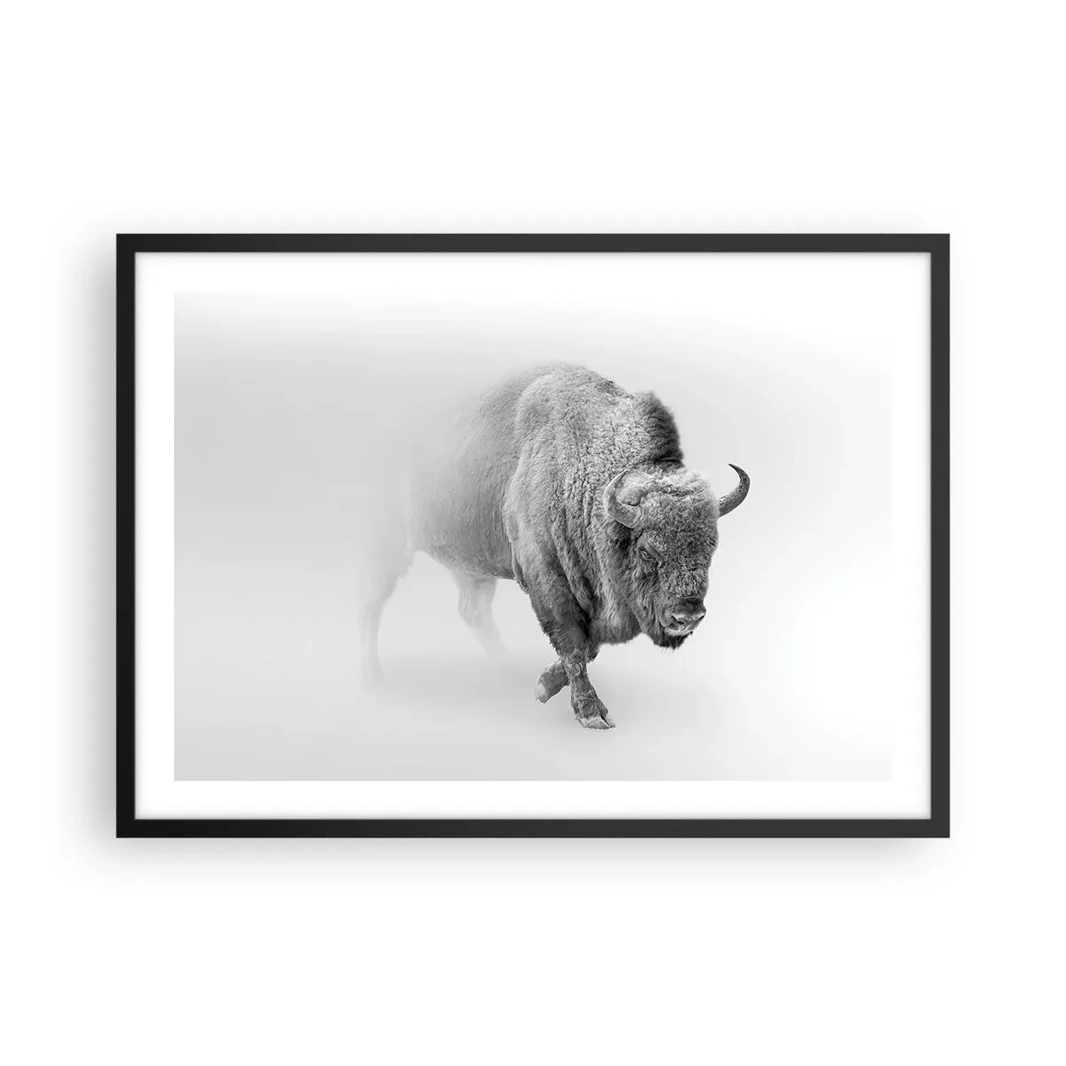 Poster in einem schwarzem Rahmen - Weißer Bison in minimalistischem Ambiente - 70x50cm - König der Prärie - Moderne Wanddekoration für Wohnzimmer und Schlafzimmer ARTTOR