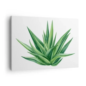 Bild auf Leinwand - Leinwandbild - Eine saftige grüne Pflanze auf weißem Hintergrund - 70x50cm - Grün – Kraft – Leben - Moderne Wanddekoration für Wohnzimmer und Schlafzimmer ARTTOR