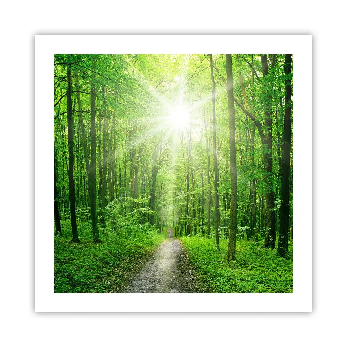 Poster - Die grüne Kathedrale - 50x50 cm