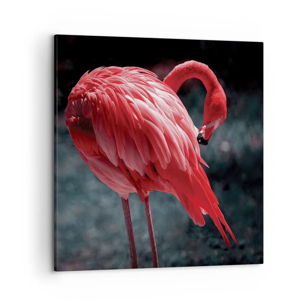 Bild auf Leinwand - Leinwandbild - Ein purpurrotes Gedicht der Natur - 50x50 cm