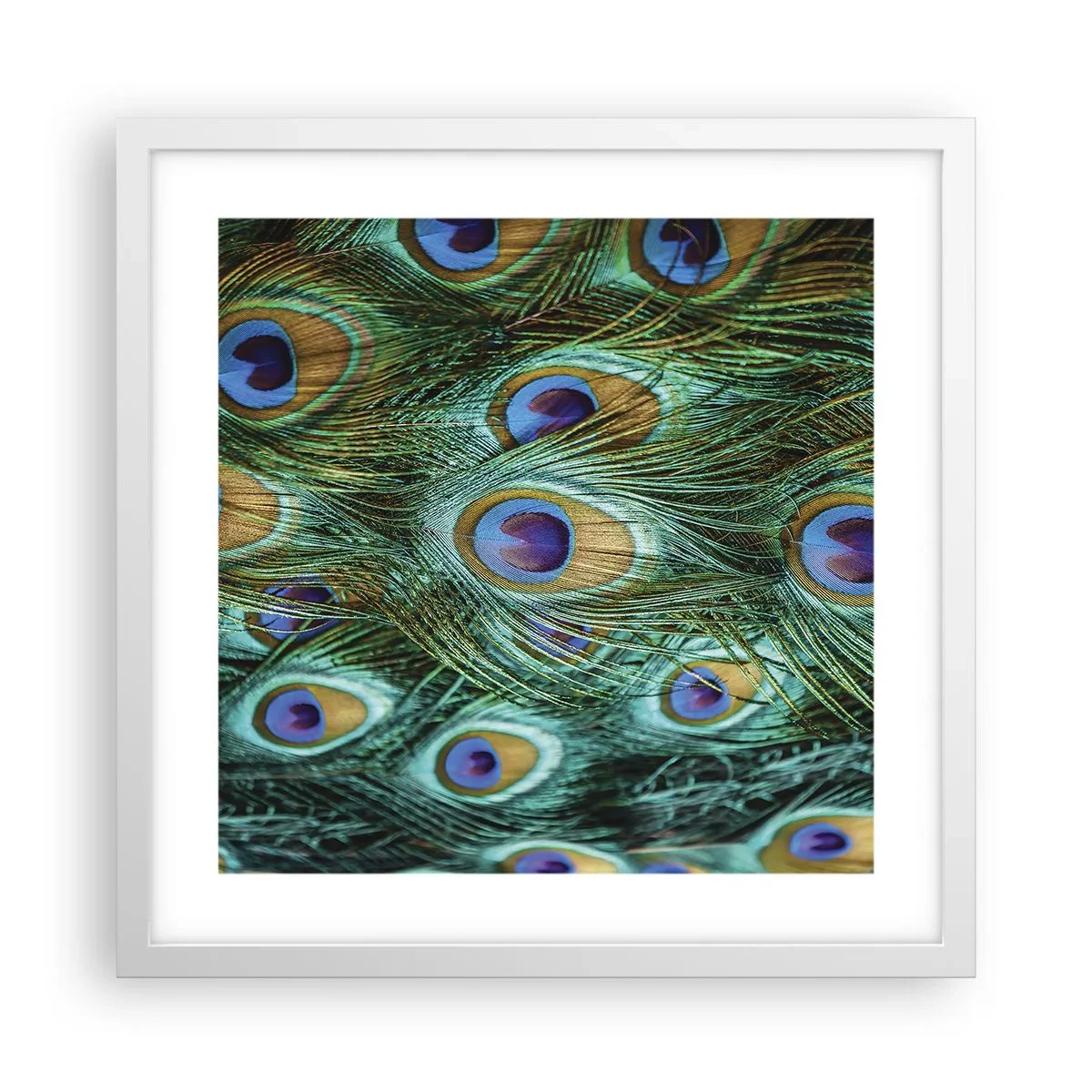 Poster in einem weißen Rahmen - Ein Blick mit Pfauenaugen - 40x40 cm