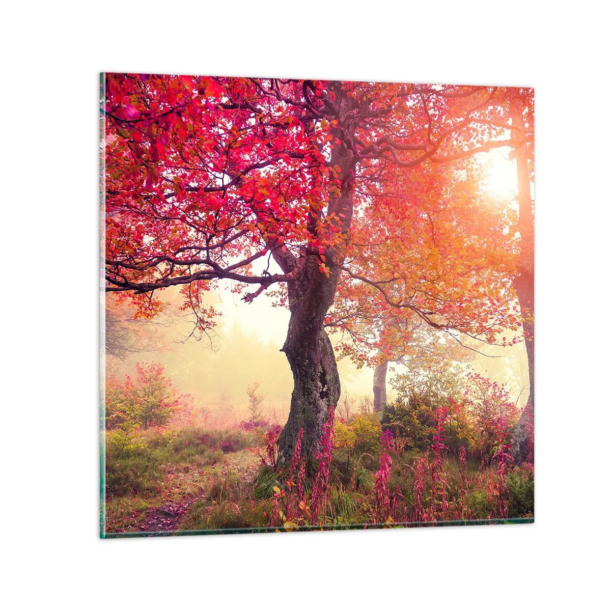 Glasbild - Bild auf glas - Blühende Raserei - 50x50 cm