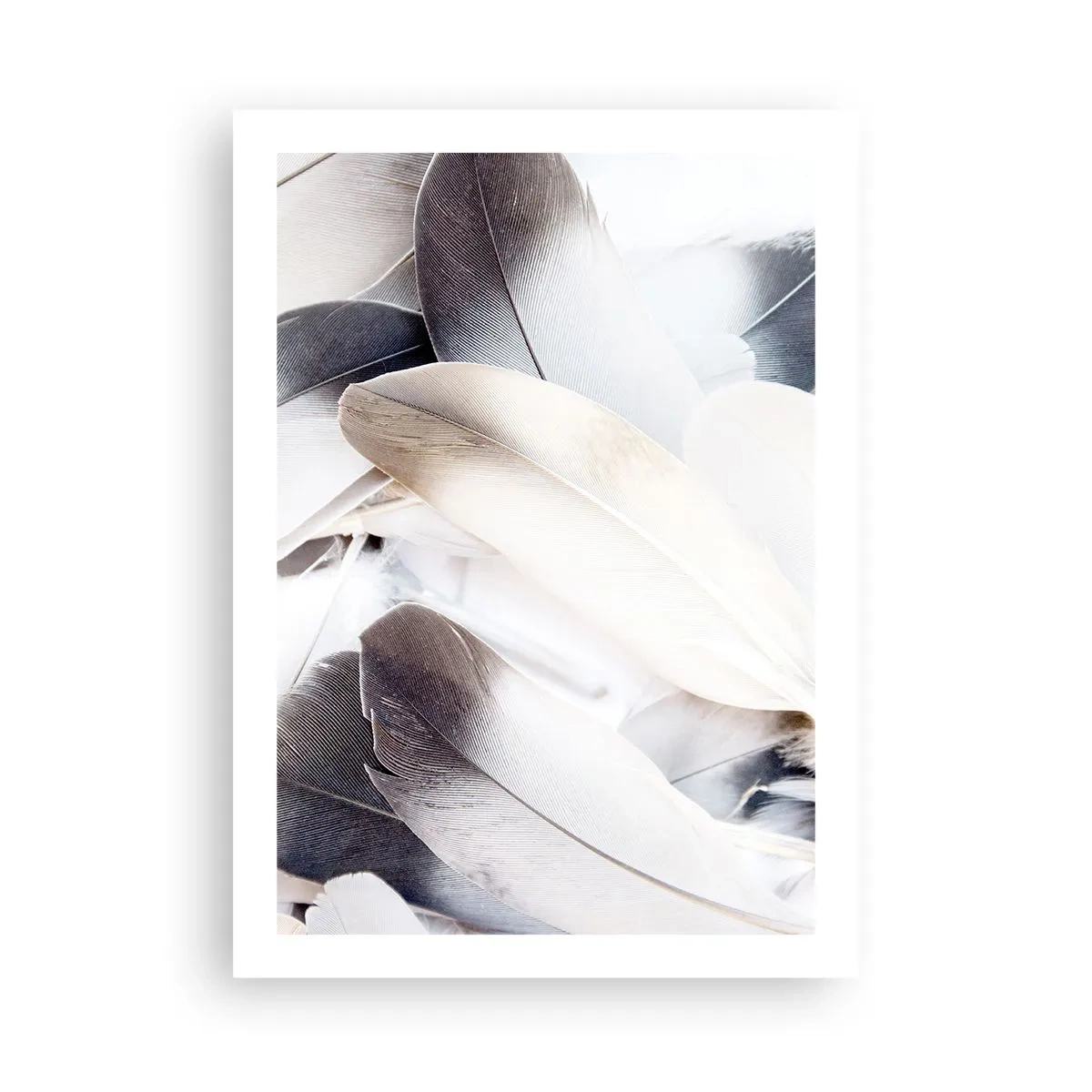 Poster - Zarte Federn in einer hellen, minimalistischen Komposition - 50x70cm - Fast engelhaft - Moderne Wanddekoration für Wohnzimmer und Schlafzimmer ARTTOR