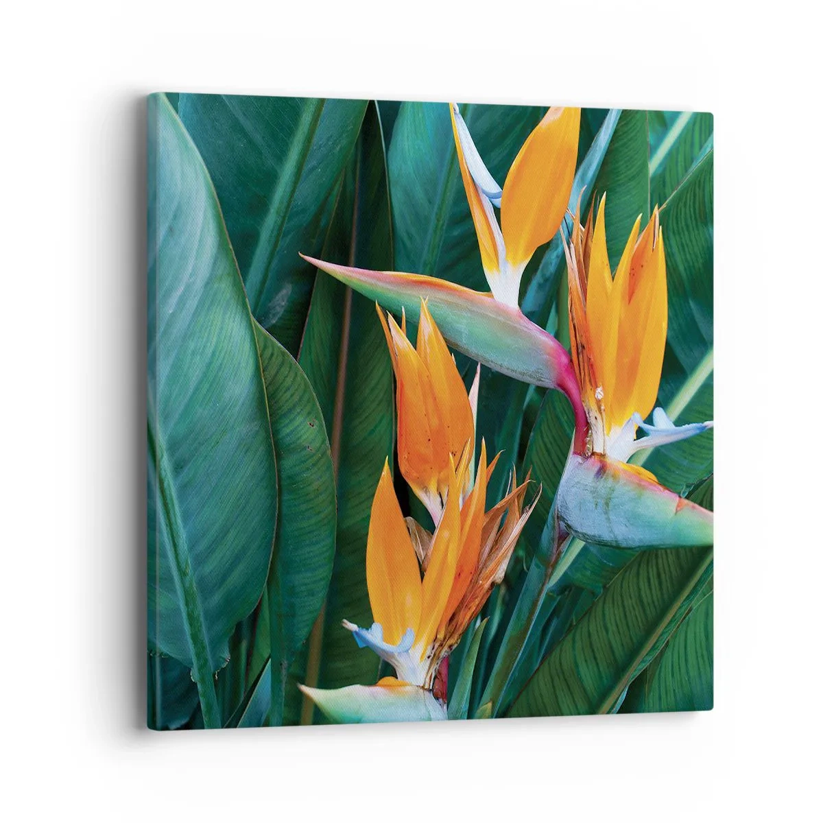 Bild auf Leinwand - Leinwandbild - Ist es eine Blume oder ist es ein Vogel? - 40x40 cm