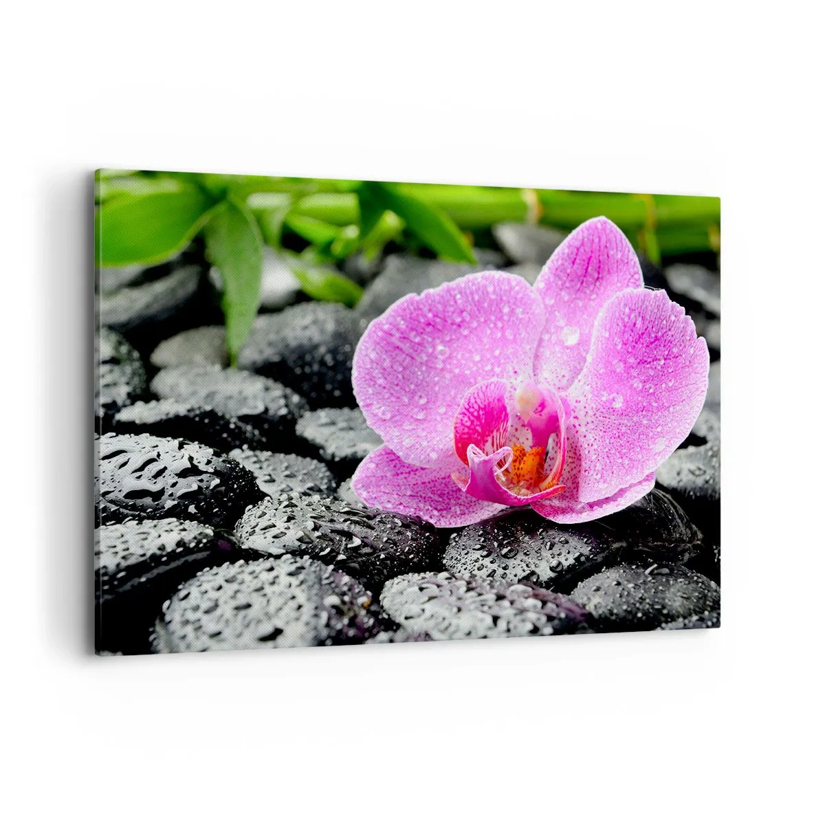 Bild auf Leinwand - Leinwandbild - Rosa Orchidee auf nassen schwarzen Steinen mit grünen Blättern - 120x80cm - Wie ein offenes Herz - Moderne Wanddekoration für Wohnzimmer und Schlafzimmer ARTTOR