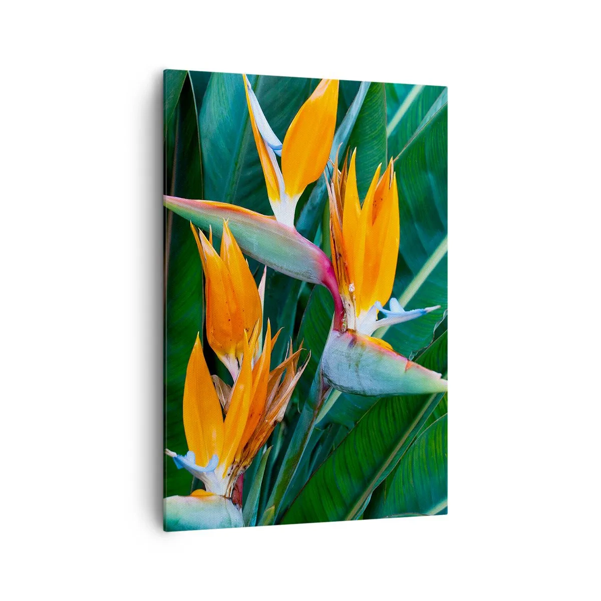Bild auf Leinwand - Leinwandbild - Exotische Strelitzienblüten, umgeben von grünen Blättern - 70x100cm - Ist es eine Blume oder ist es ein Vogel? - Moderne Wanddekoration für Wohnzimmer und Schlafzimmer ARTTOR