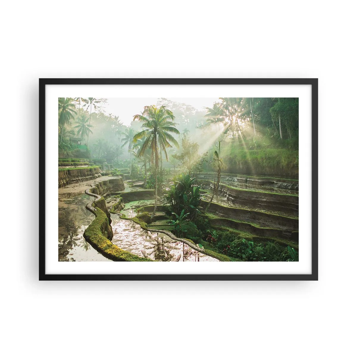Poster in einem schwarzem Rahmen - Reisterrassen mit Palmen in den Sonnenstrahlen - 70x50cm - In der Sonne aufwachsen - Moderne Wanddekoration für Wohnzimmer und Schlafzimmer ARTTOR