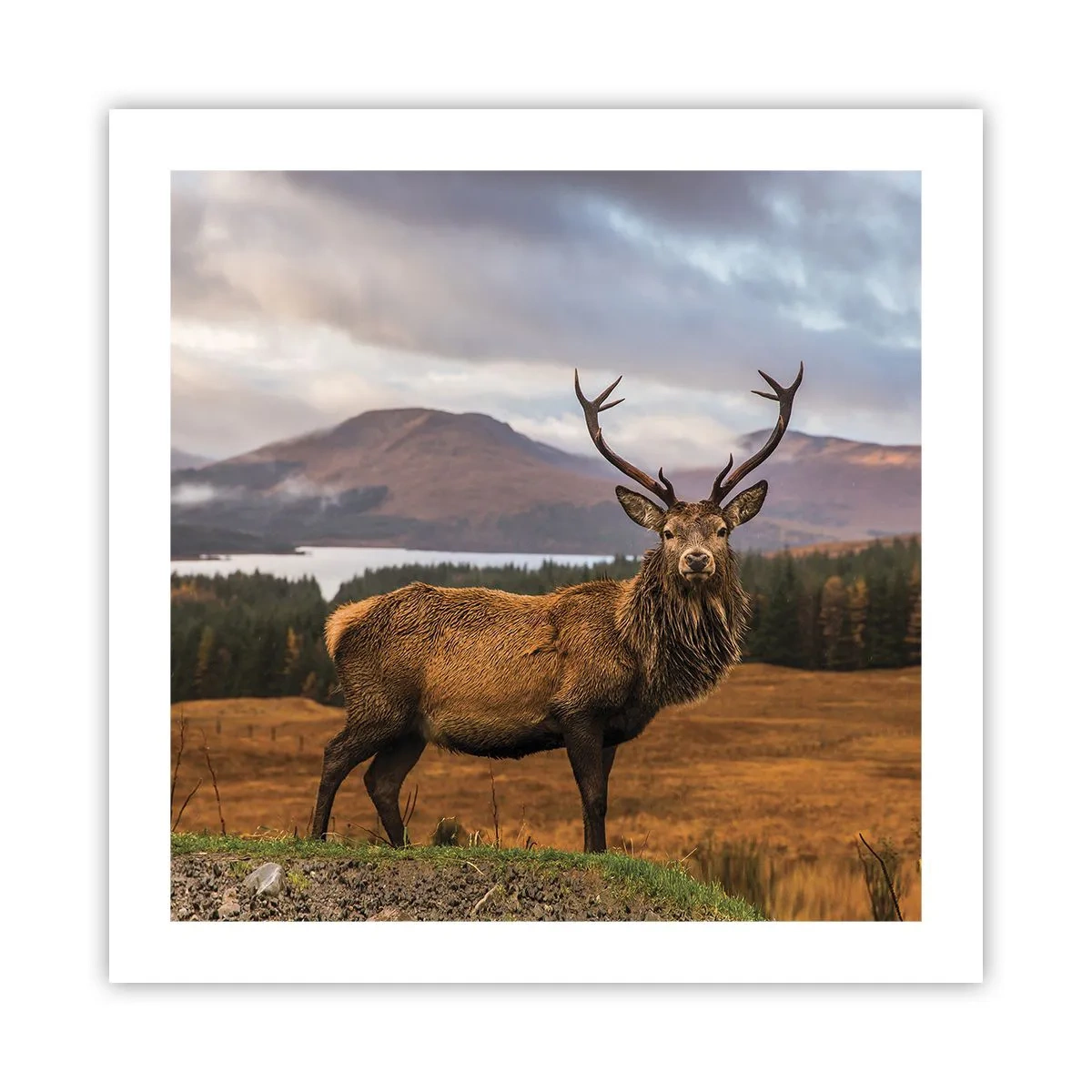 Poster - Die Majestät der Natur - 50x50 cm