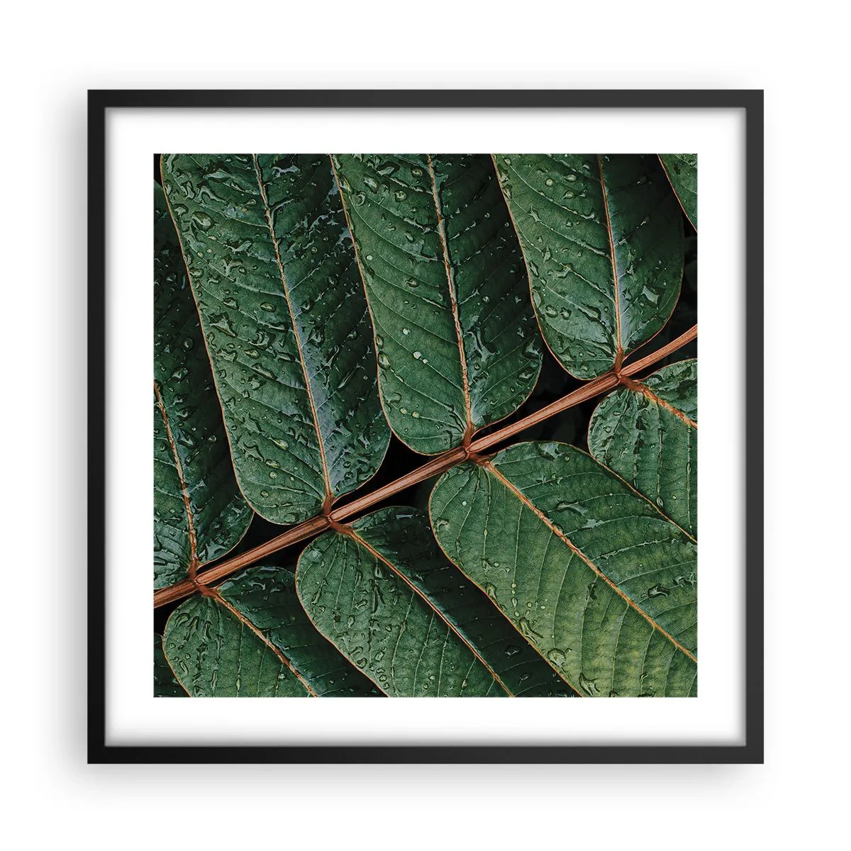 Poster in einem schwarzem Rahmen - Im grünen Rhythmus - 50x50 cm