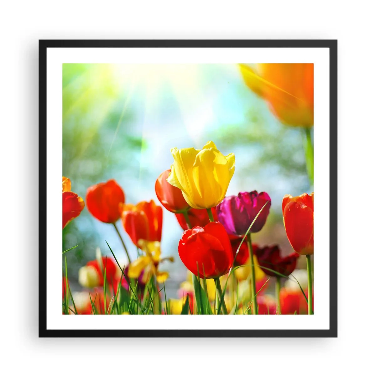 Poster in einem schwarzem Rahmen - Alle Farben der Sonne - 60x60 cm