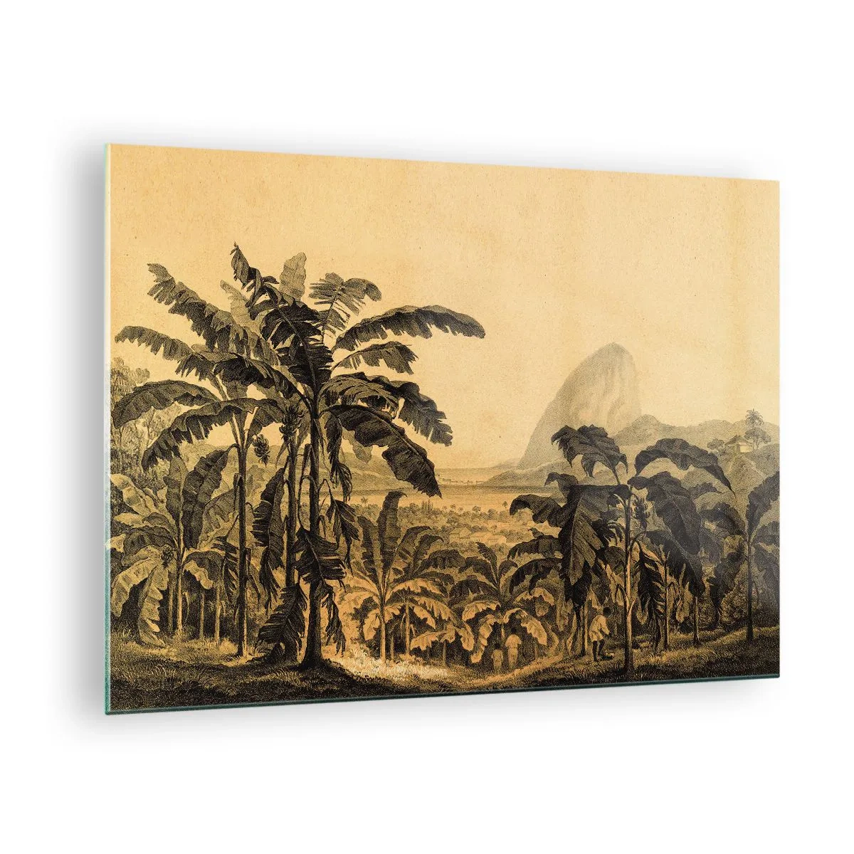 Glasbild - Bild auf glas - Eine Vintage-Illustration einer Bananenplantage mit einem entfernten Berg im Hintergrund. - 70x50cm - in einem kolonialen Klima - Moderne Wanddekoration für Wohnzimmer und Schlafzimmer ARTTOR