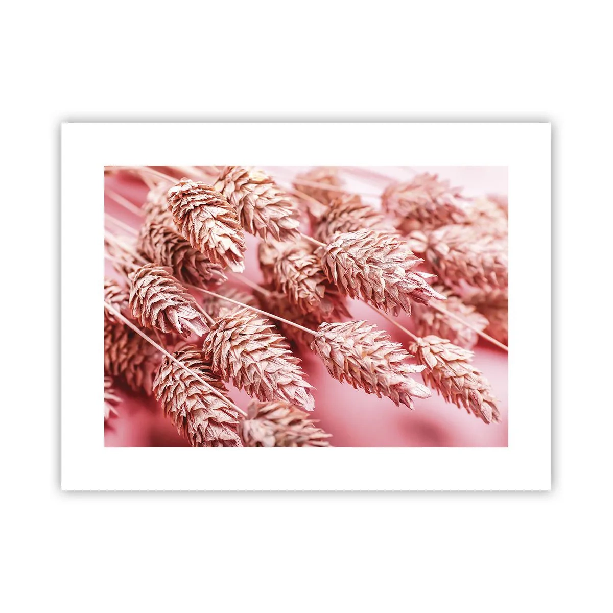 Poster - Eine Blumenkaskade in Rosa - 40x30 cm