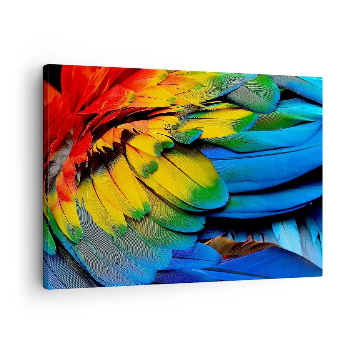 Bild auf Leinwand - Leinwandbild - Eine Nahaufnahme der bunten Federn eines Papageis - 70x50cm - Paradiesvogel - Moderne Wanddekoration für Wohnzimmer und Schlafzimmer ARTTOR