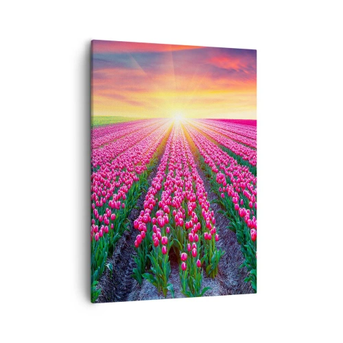 Bild auf Leinwand - Leinwandbild - Ein Tulpenfeld bei Sonnenuntergang - 50x70cm - Schönheitsfarm - Moderne Wanddekoration für Wohnzimmer und Schlafzimmer ARTTOR