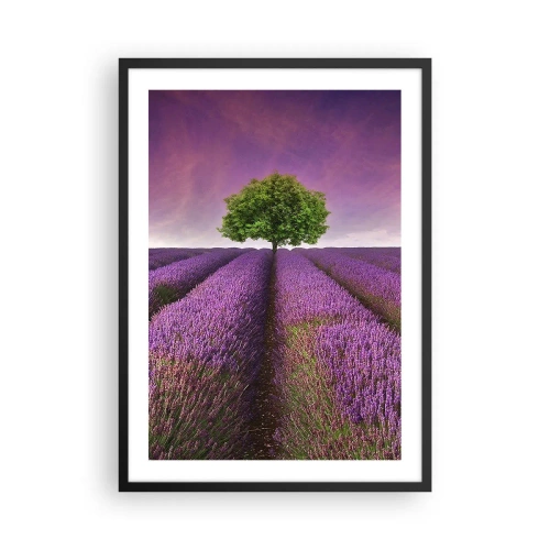 Poster in einem schwarzem Rahmen - Ein Lavendelfeld mit einem einsamen Baum vor einem violetten Himmel - 50x70cm - Auf Lavendelfeldern - Moderne Wanddekoration für Wohnzimmer und Schlafzimmer ARTTOR