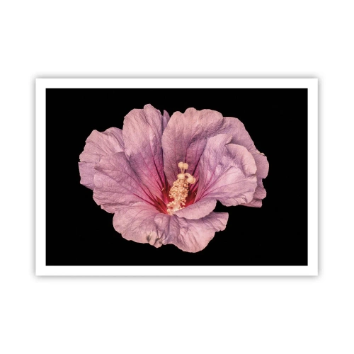 Poster - Rosa Blume auf schwarzem Hintergrund - 100x70cm - Direkt ins Herz - Moderne Wanddekoration für Wohnzimmer und Schlafzimmer ARTTOR