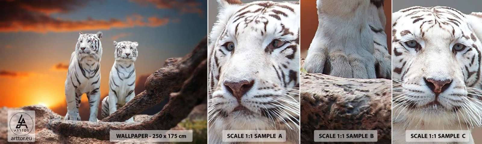 Fototapetenmuster Standard Eco - Genau wie Narnia - Tiere, Tiger, Sonnenuntergang - 100x30 cm