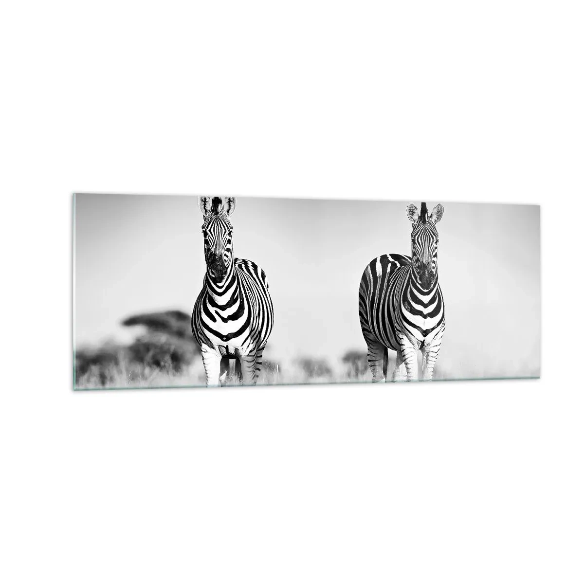 Glasbild - Bild auf glas - Zwei Zebras in der Savanne im monochromen Stil - 140x50cm - Die Welt ist doch schwarz-weiß - Moderne Wanddekoration für Wohnzimmer und Schlafzimmer ARTTOR
