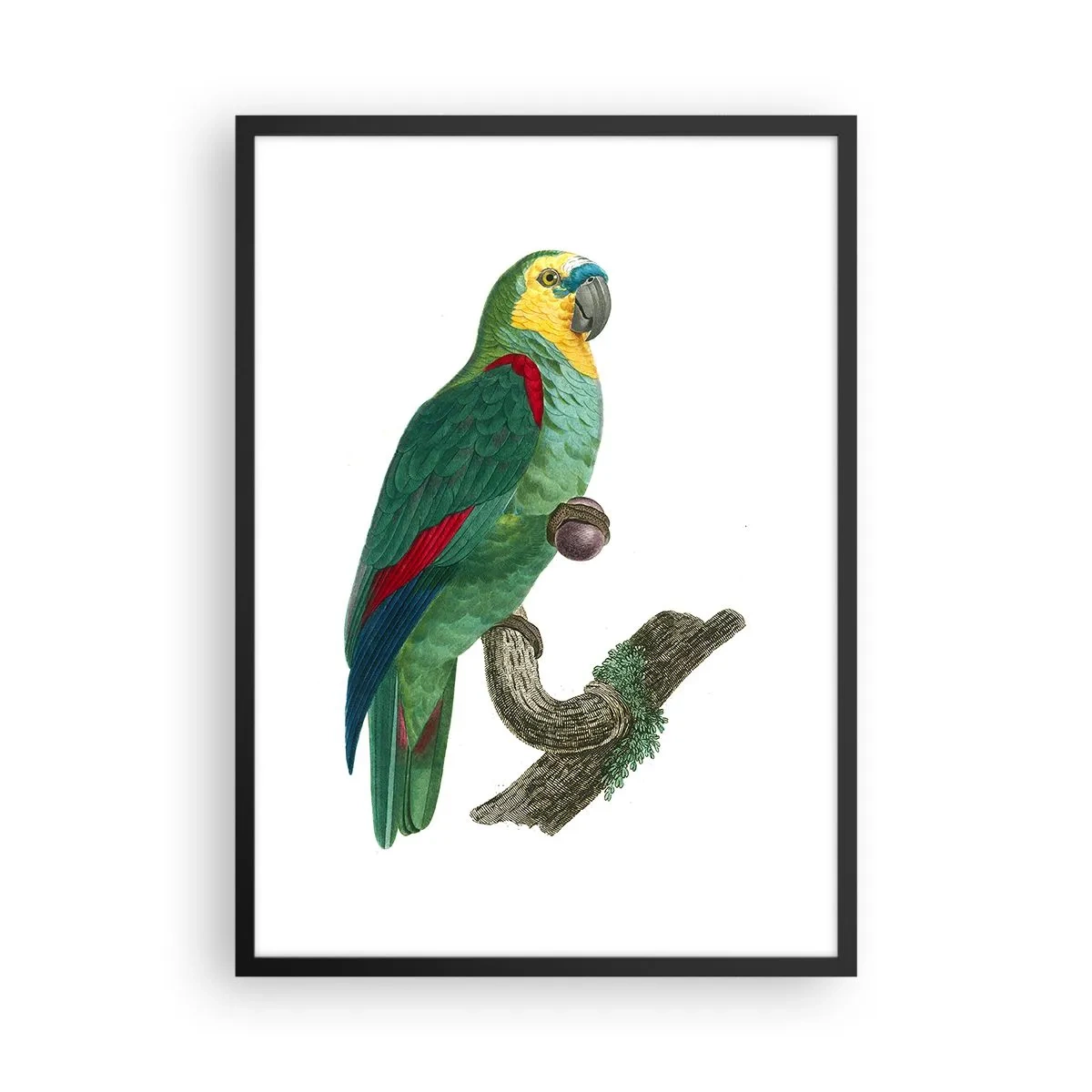 Poster in einem schwarzem Rahmen - Papageienporträt - 50x70cm - Papageienporträt - Moderne Wanddekoration für Wohnzimmer und Schlafzimmer ARTTOR