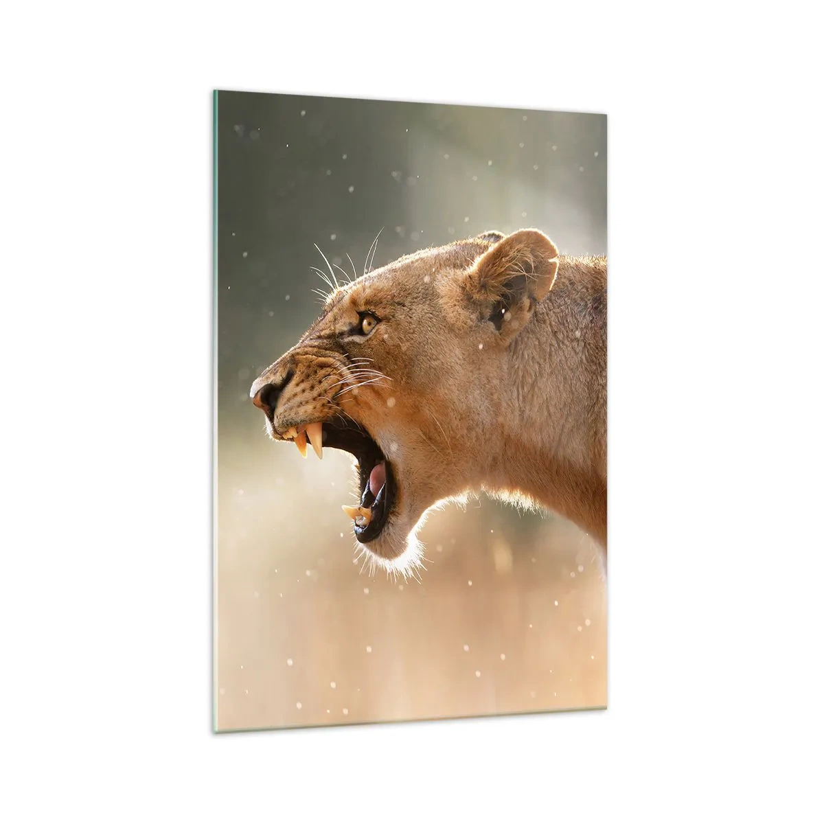 Glasbild - Bild auf glas - Porträt einer brüllenden Löwin im natürlichen Licht - 70x100cm - Versuch, nicht zuzuhören - Moderne Wanddekoration für Wohnzimmer und Schlafzimmer ARTTOR