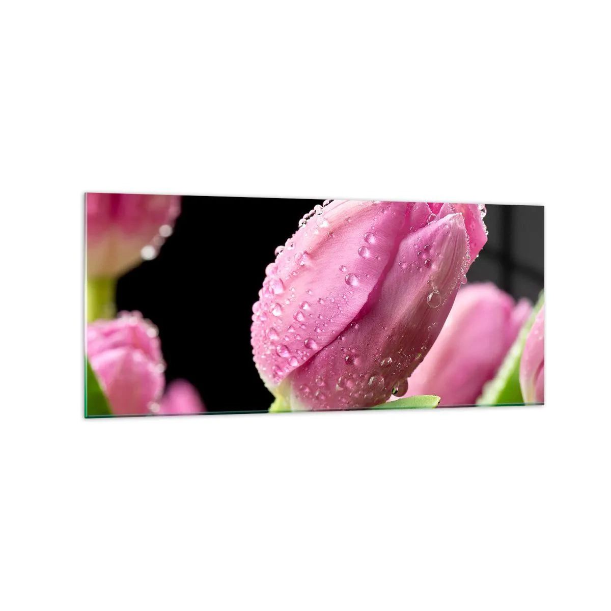 Glasbild - Bild auf glas - Rosa Tulpe mit Wassertropfen auf schwarzem Hintergrund - 120x50cm - Lila Traum im Tau - Moderne Wanddekoration für Wohnzimmer und Schlafzimmer ARTTOR