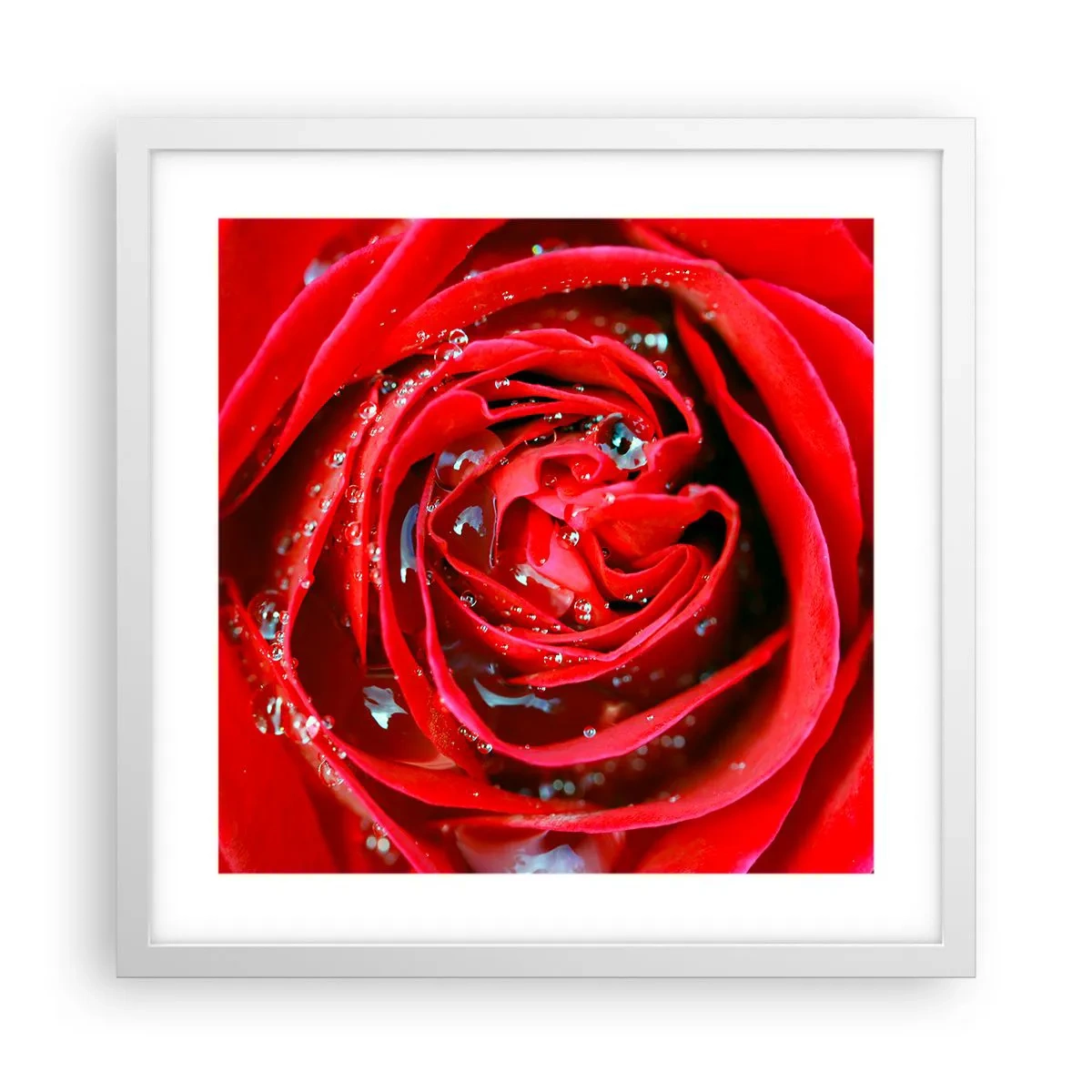 Poster in einem weißen Rahmen - In den Tautropfen - 40x40 cm