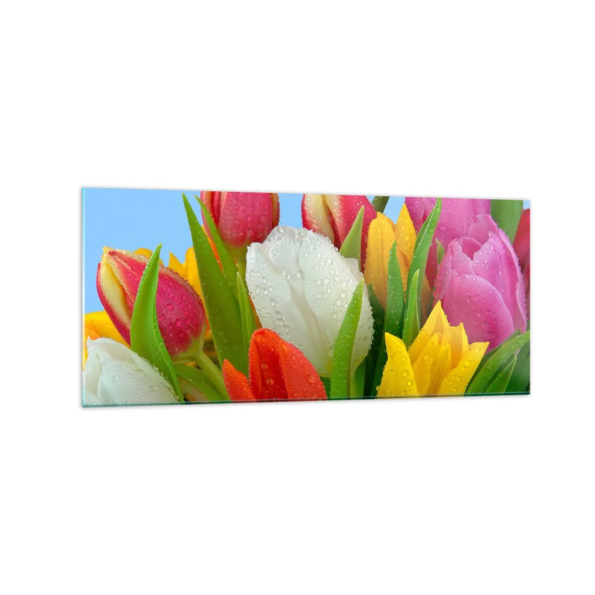 Glasbild - Bild auf glas - Bunte Tulpen mit Tautropfen auf blauem Hintergrund bedeckt - 120x50cm - Ein blumiger Regenbogen in Tautropfen - Moderne Wanddekoration für Wohnzimmer und Schlafzimmer ARTTOR