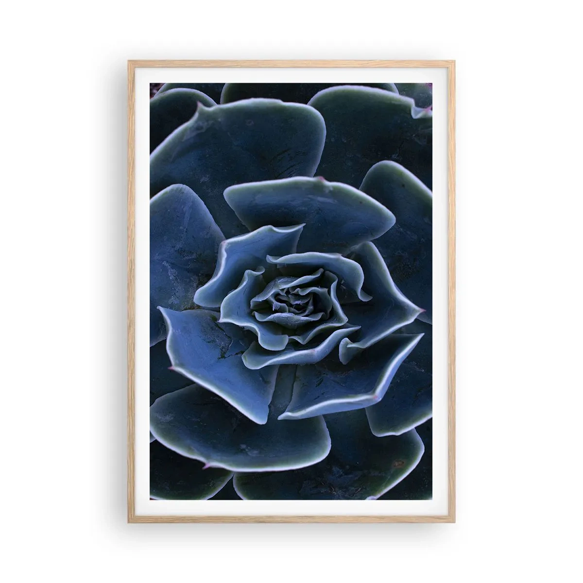 Poster in einem Rahmen aus heller Eiche - Wüstenblume - 70x100 cm