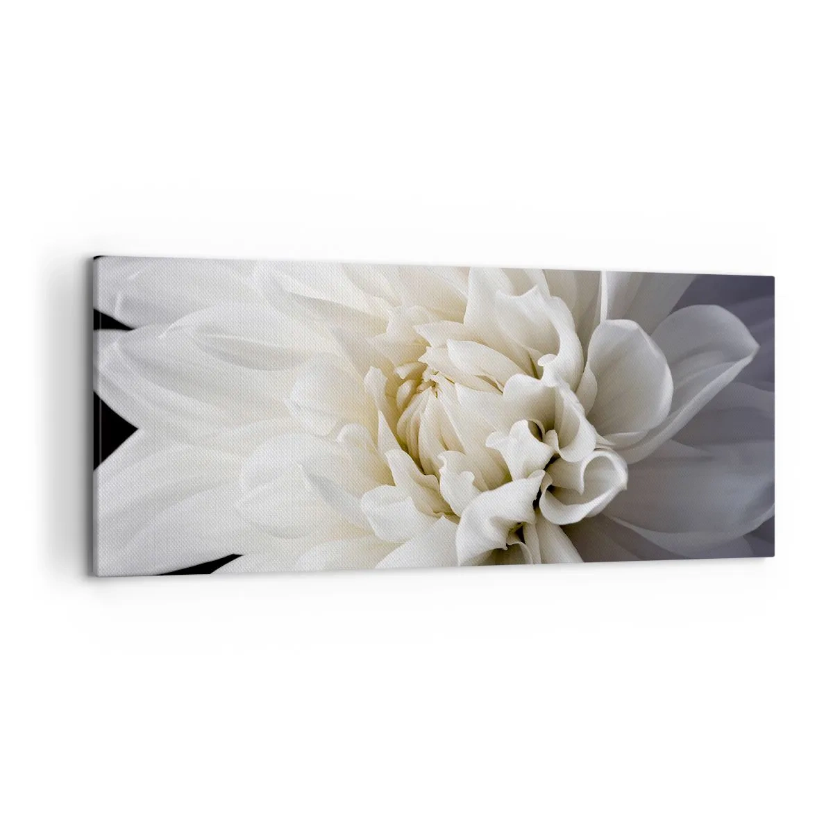 Bild auf Leinwand - Leinwandbild - Eine zarte weiße Blume auf schwarzem Hintergrund in einer eleganten Komposition - 120x50cm - Der Morgen der Braut - Moderne Wanddekoration für Wohnzimmer und Schlafzimmer ARTTOR