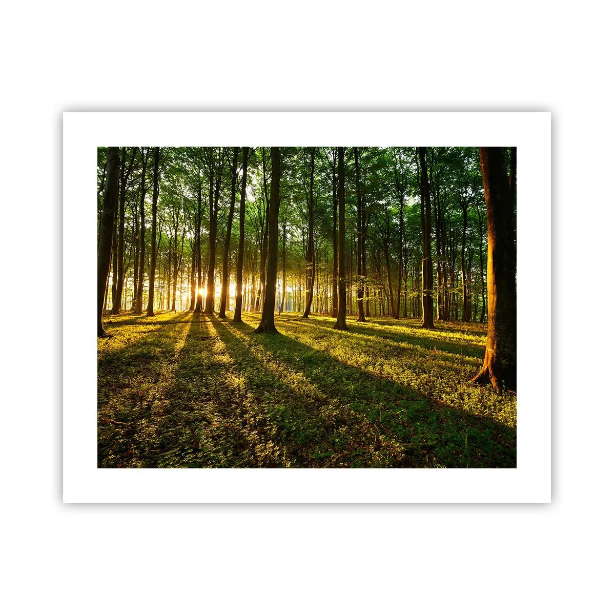 Poster - Alle Frühlingsfotografie - 50x40 cm