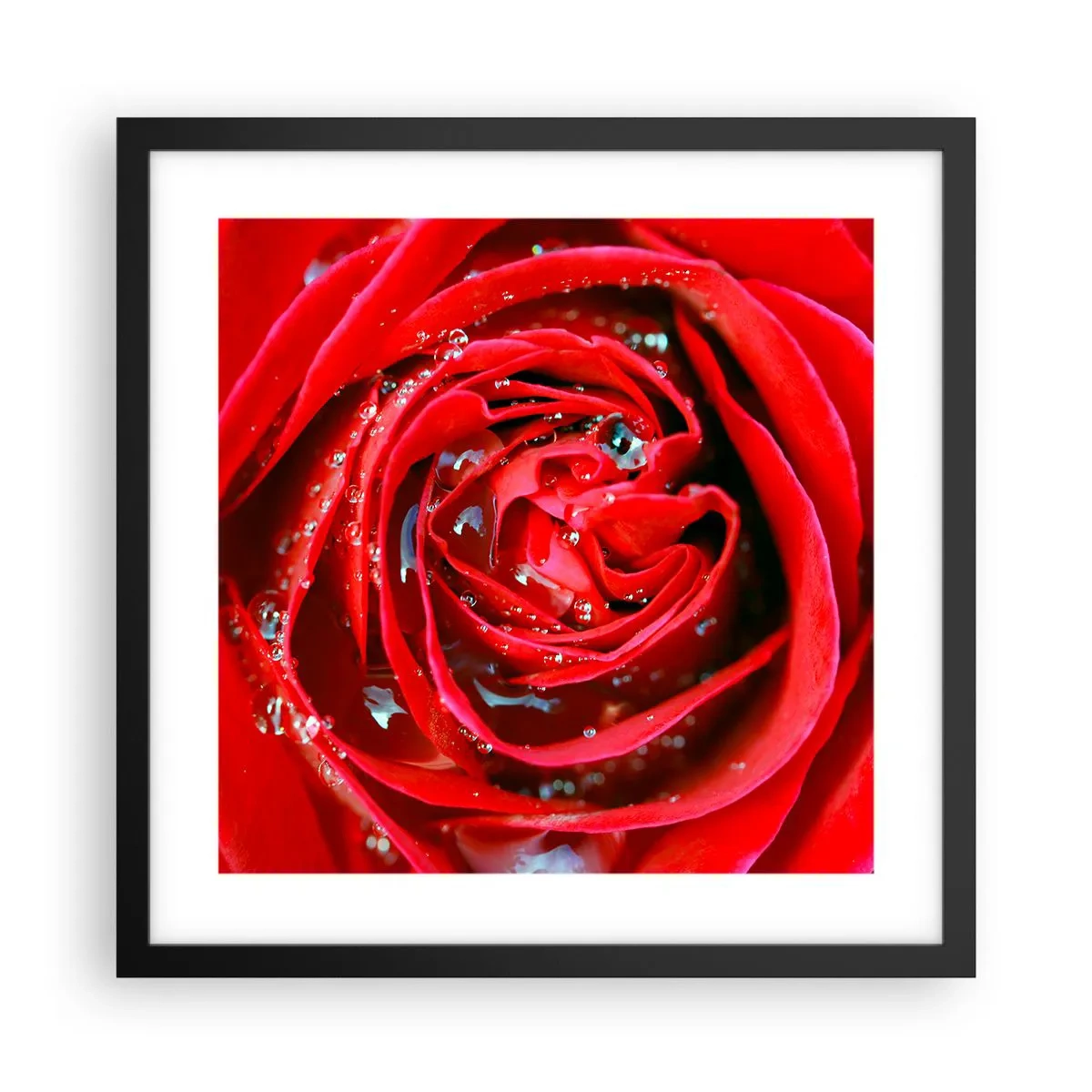 Poster in einem schwarzem Rahmen - In den Tautropfen - 40x40 cm