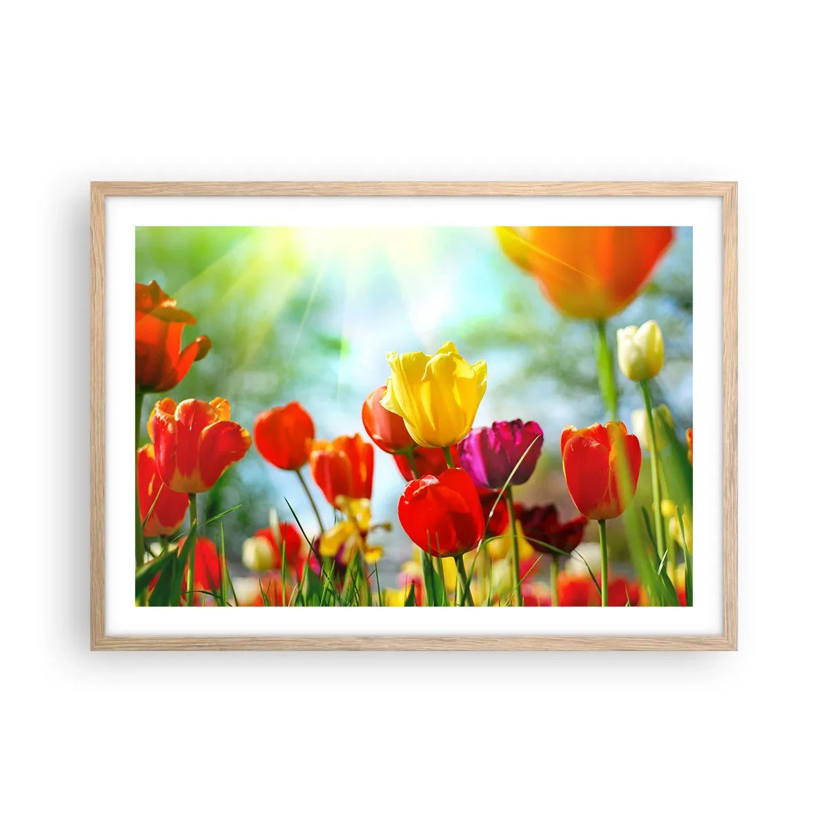 Poster in einem Rahmen aus heller Eiche - Alle Farben der Sonne - 70x50 cm