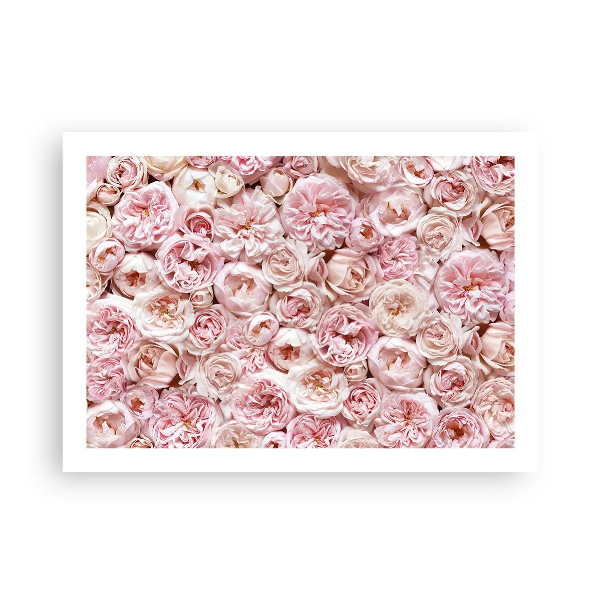 Poster - Auf Rosen gebettet - 70x50 cm