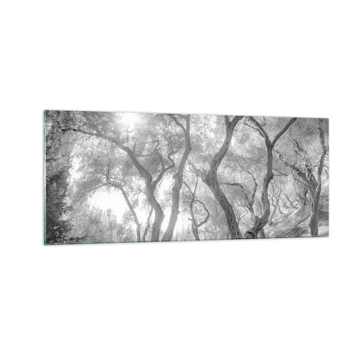Glasbild - Bild auf glas - Im Olivenhain - 100x40 cm