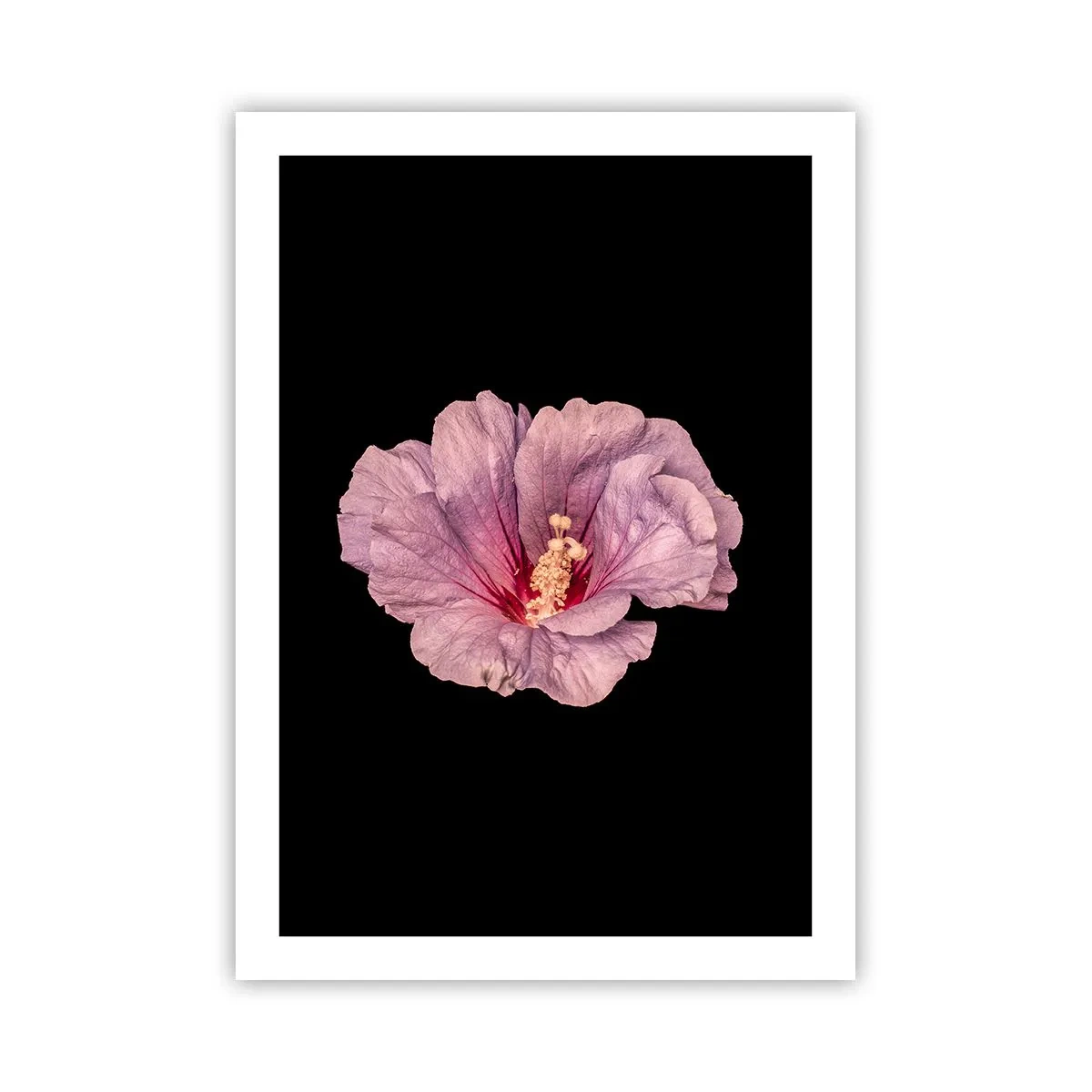 Poster - Zarte rosa Hibiskusblüte auf schwarzem Hintergrund - 50x70cm - Direkt ins Herz - Moderne Wanddekoration für Wohnzimmer und Schlafzimmer ARTTOR