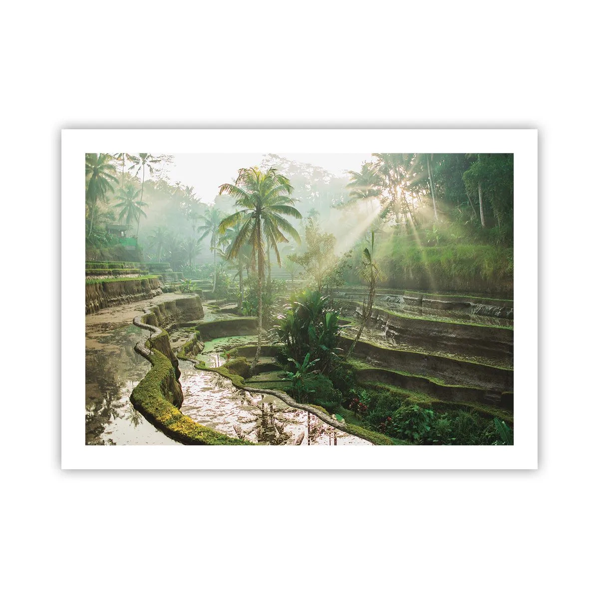Poster - In der Sonne aufwachsen - 70x50 cm