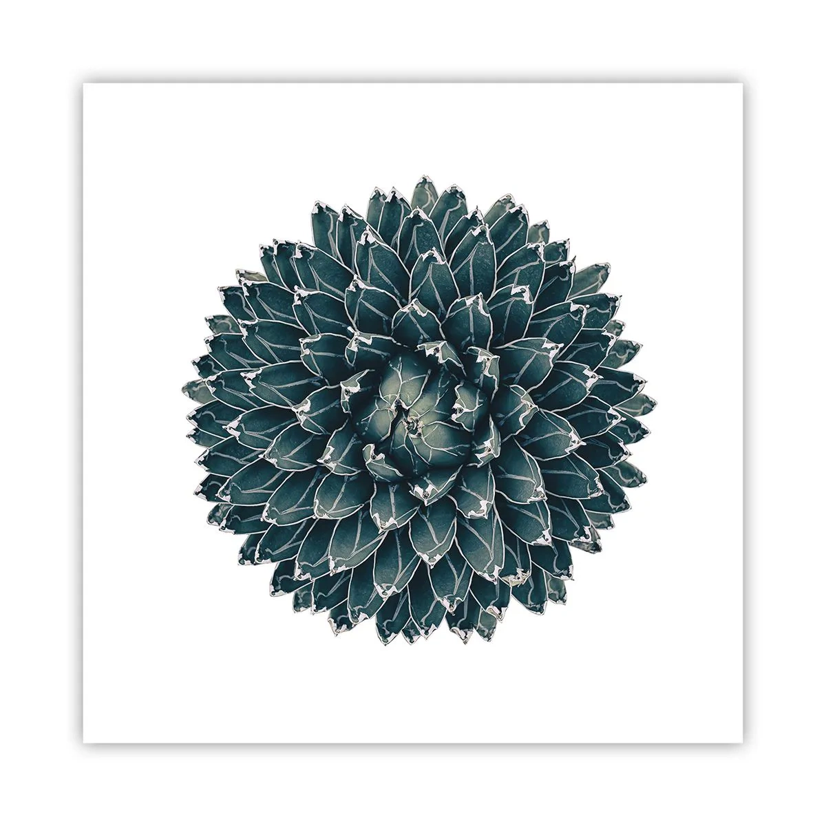 Poster - Stern der Wüste - 60x60 cm