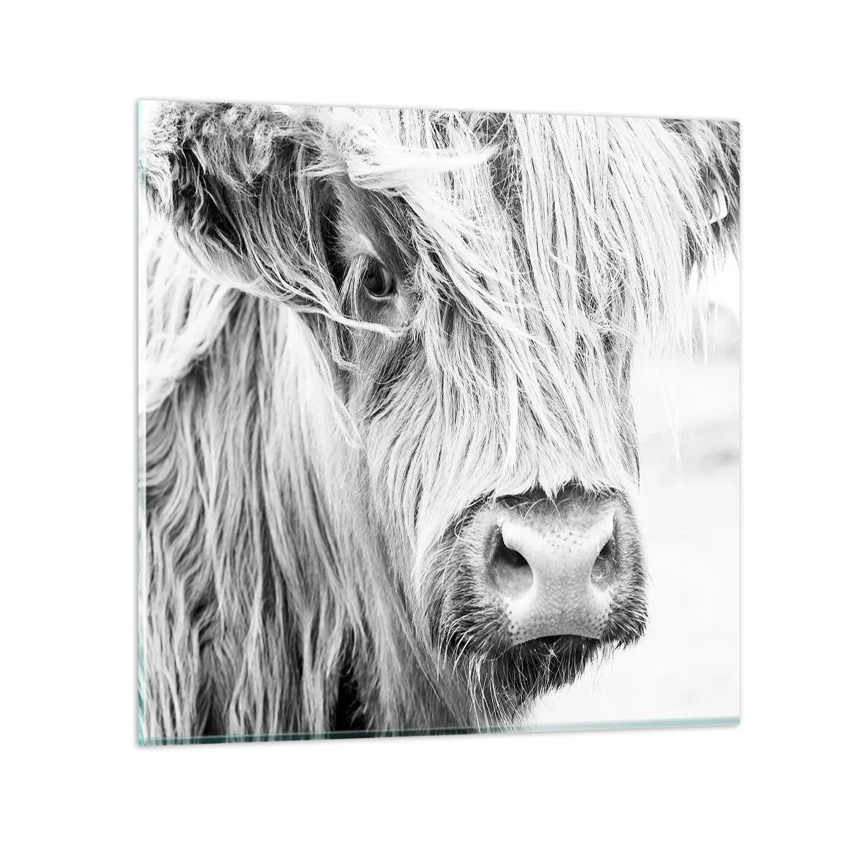 Glasbild - Bild auf glas - Schottische Wildheit - 70x70 cm