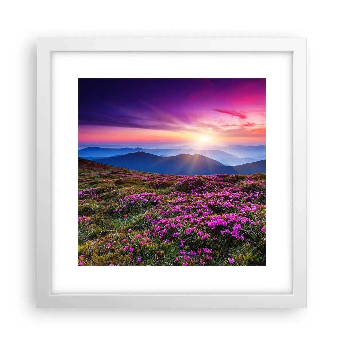 Poster in einem weißen Rahmen - Kräuter dufteten nach frischen Trauben von den Feldern - 30x30 cm