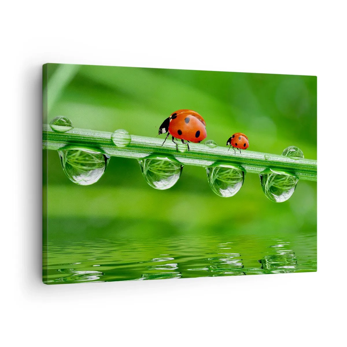 Bild auf Leinwand - Leinwandbild - Marienkäfer auf einem Grashalm mit Tautropfen in einer natürlichen Umgebung - 70x50cm - Den ganzen Sommer unterwegs - Moderne Wanddekoration für Wohnzimmer und Schlafzimmer ARTTOR