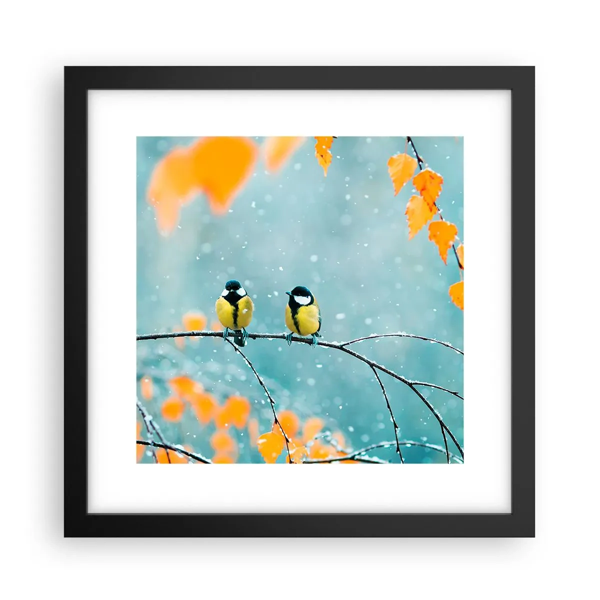 Poster in einem schwarzem Rahmen - Vogelklatsch - 30x30 cm