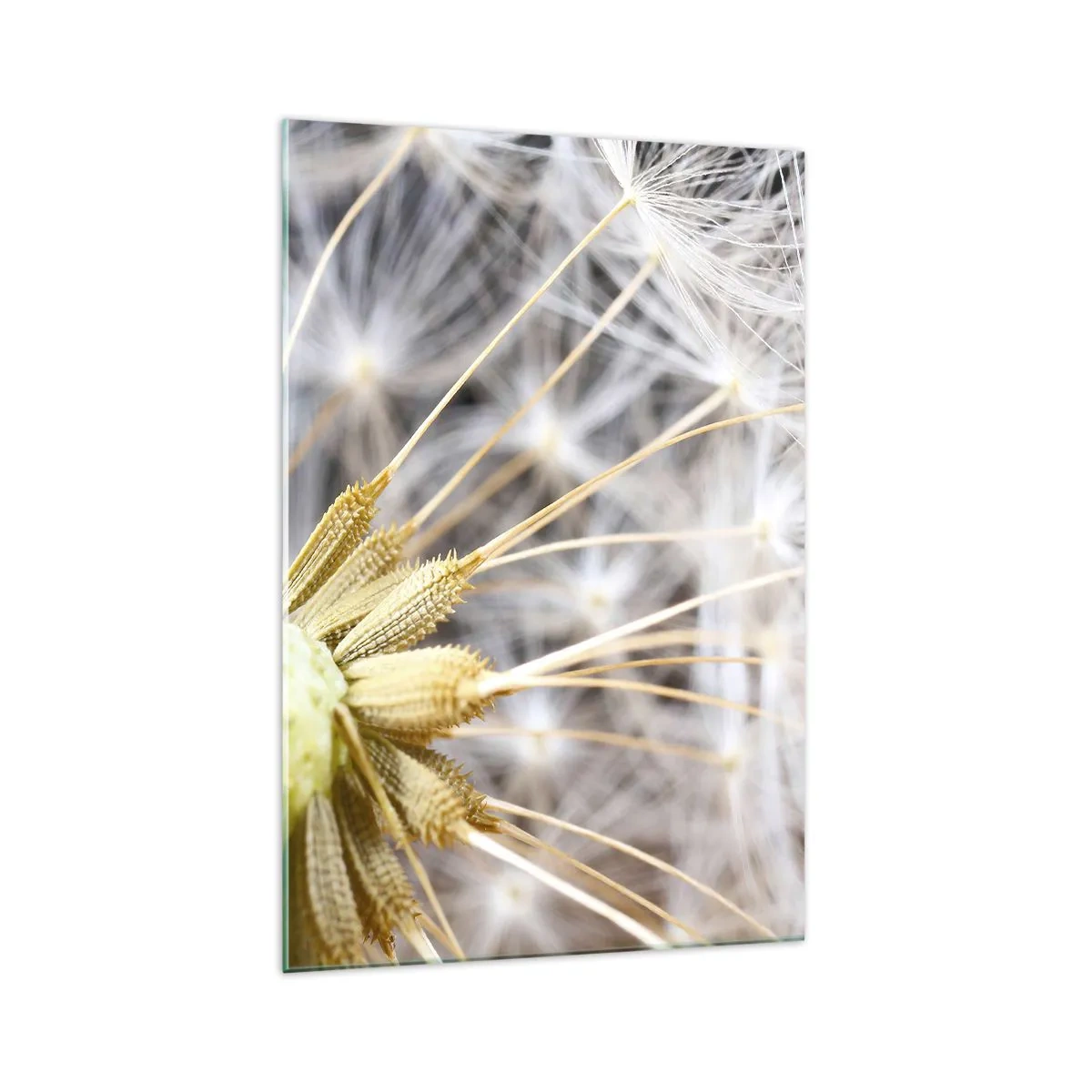 Glasbild - Bild auf glas - Makrofotografie eines Löwenzahns mit zarten Samen - 70x100cm - Kurz vor dem Abflug - Moderne Wanddekoration für Wohnzimmer und Schlafzimmer ARTTOR