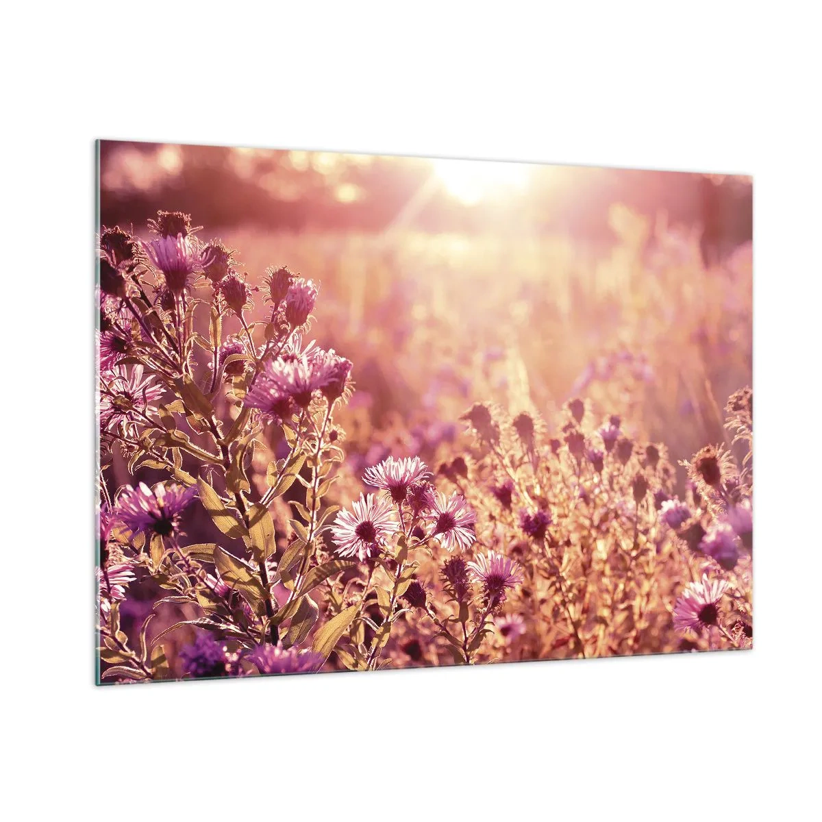 Glasbild - Bild auf glas - Lila Blumen auf der Wiese im Licht der untergehenden Sonne - 100x70cm - Bevor der Sommer vorbei ist - Moderne Wanddekoration für Wohnzimmer und Schlafzimmer ARTTOR